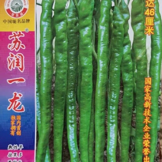 线椒种子  苏润一龙线椒  长40-45厘米  绿色，辣度高