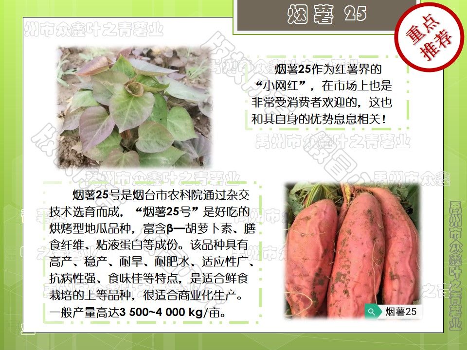 2021原种优质脱毒红薯苗，豫薯13红薯苗，基地直供品质保证