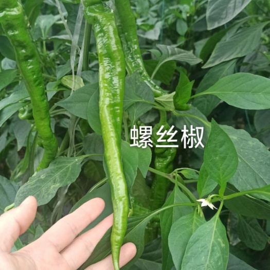 宁都县宁都新鲜辣椒，螺丝椒37-94，螺丝线，小螺丝，陇椒，邹皮椒