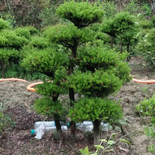 南昌小叶赤楠，高一百十公右，三枝以上，直径二公分半每枝，地址南