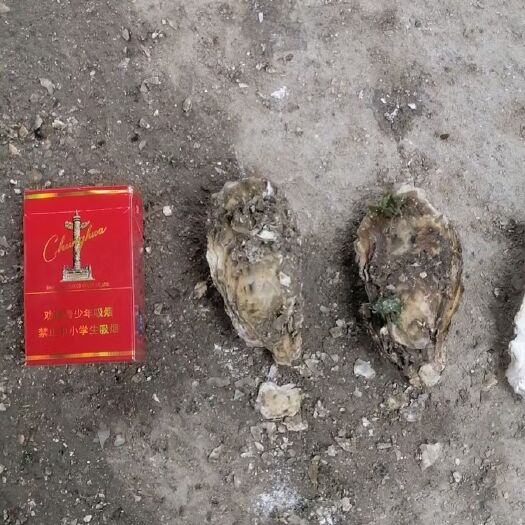 诏安县牡蛎 生蚝大量到货，新鲜出炉。肥度爆满！