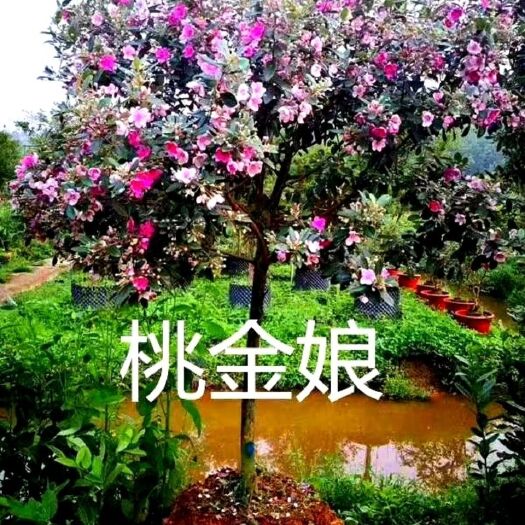 灵山县桃金娘苗  正宗桃金娘树苗山捻子苗乌稔多尼小种苗盆景地栽阳台庭院植物
