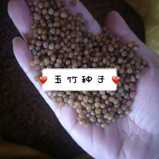 玉竹种子