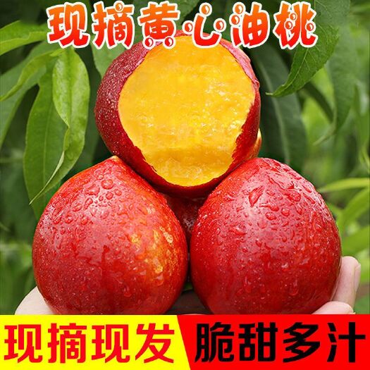 黄肉油桃3/5斤新鲜水果包邮现摘油桃桃子甜脆油桃