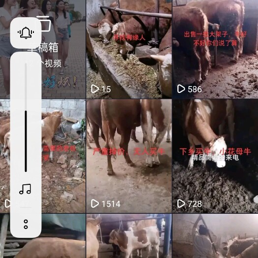 鲁甸县肉牛 西门达尔