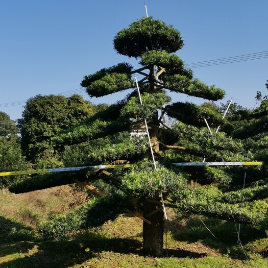 浏阳市 造型罗汉松8一30公分 基地直销