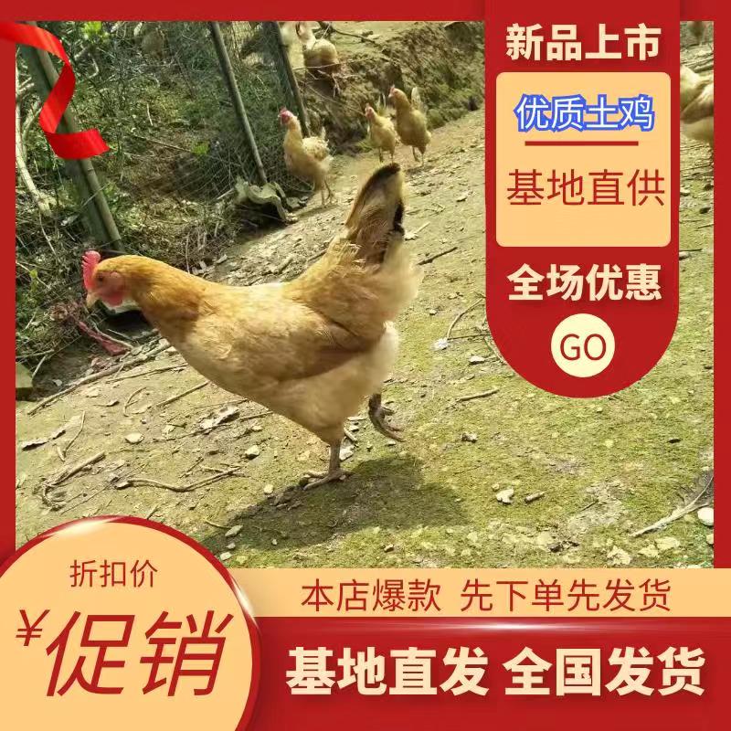 松滋市散养土鸡，一年老母鸡，活鸡现杀