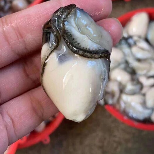 饶平县鲜活生蚝牡蛎生蚝烧烤专用南澳蚝