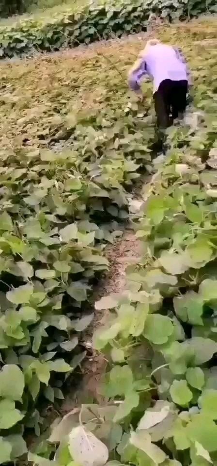 猕猴桃苗  秦巴山区的仔播猕猴桃实生苗抗病力强，货源充足，规
