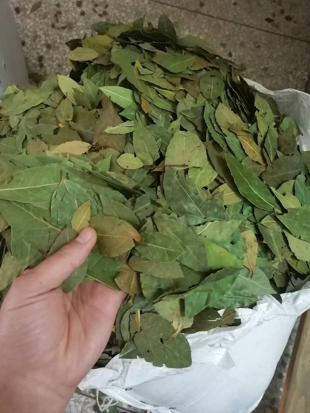 A正品香叶优选特绿火锅调料包产地直销批发