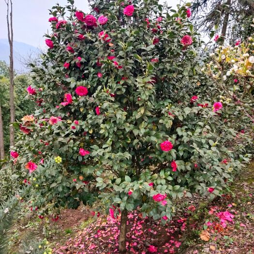 盐津县8公分茶花。地苗