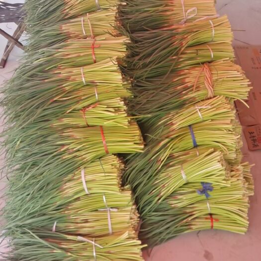 徐州 邳州红帽蒜苔大量上市中