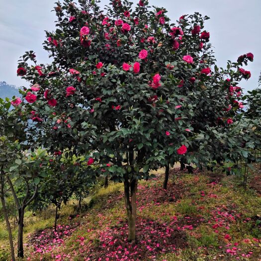 盐津县茶花树  12公分茶花。