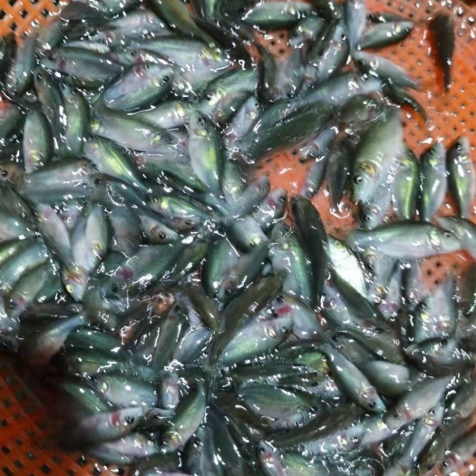 佛山禾花鲤鱼苗  禾花鲤，4-5公分