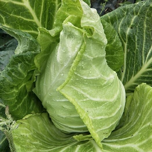 绵阳牛心甘蓝  自己家里种植的绿色蔬菜