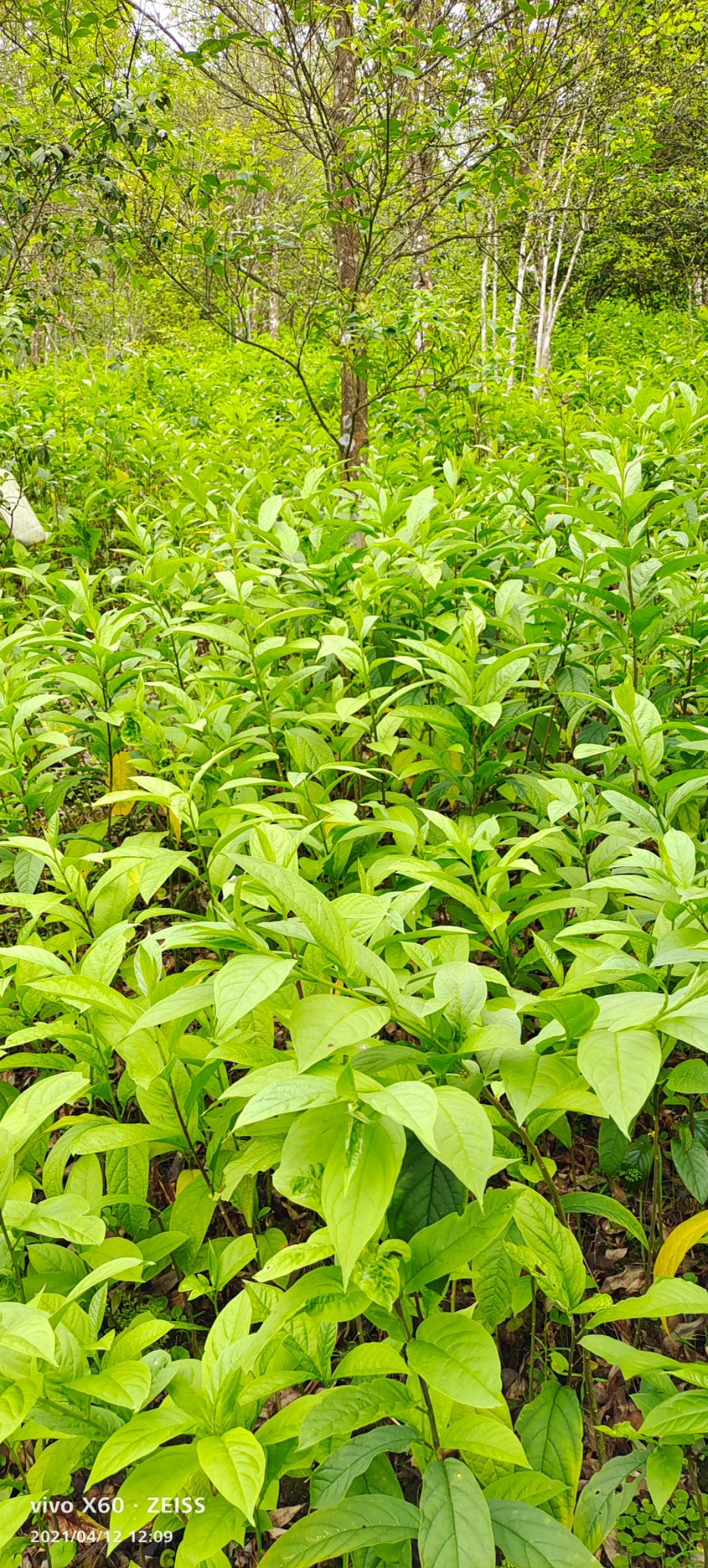 黄花倒水莲种苗  黄花倒水莲