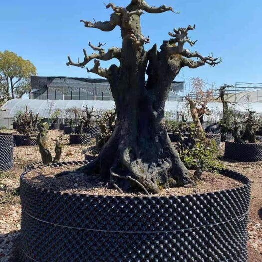 沅陵县造型金弹子 金弹子年功货！按参展标准打造！500棵出售！要的联系