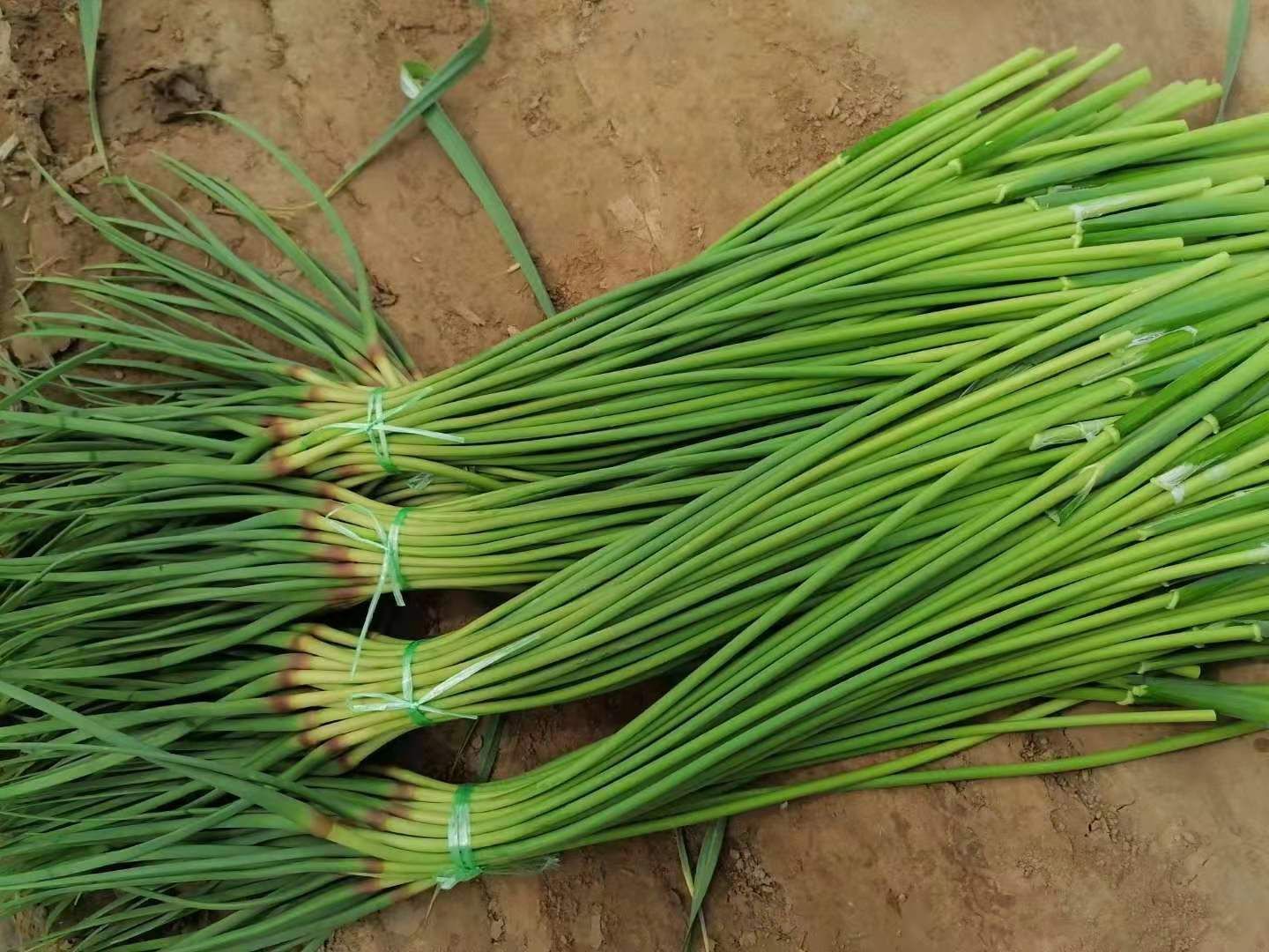 红帽蒜苔  大名优质蒜薹，大蒜基地直供，保证一手货源，量大从