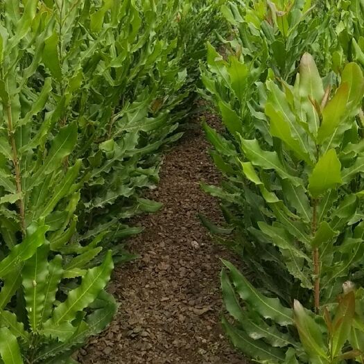昌宁县夏威夷果苗（澳洲坚果）实生苗，大量出售