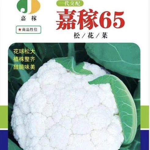 松花菜种子  嘉稼65：春秋两用，适播期宽，适宜范围广，春5