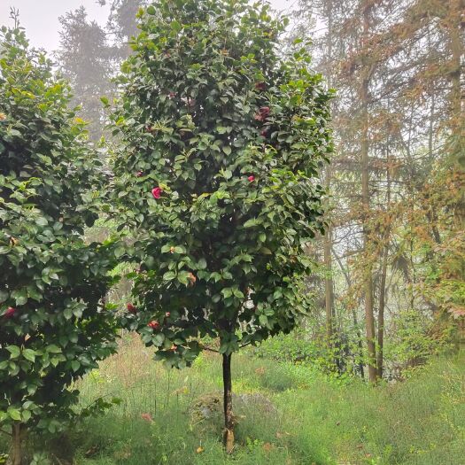 盐津县6公分茶花。山茶花