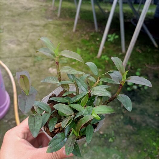 龙岩铁皮石斛杯苗 霍山铁皮绿植 盆栽 基地直发 一手货源