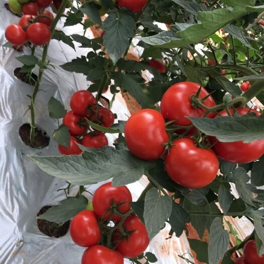 东方市西红柿种子，无生限长类型，早中熟品种， 连续坐果能力强。
