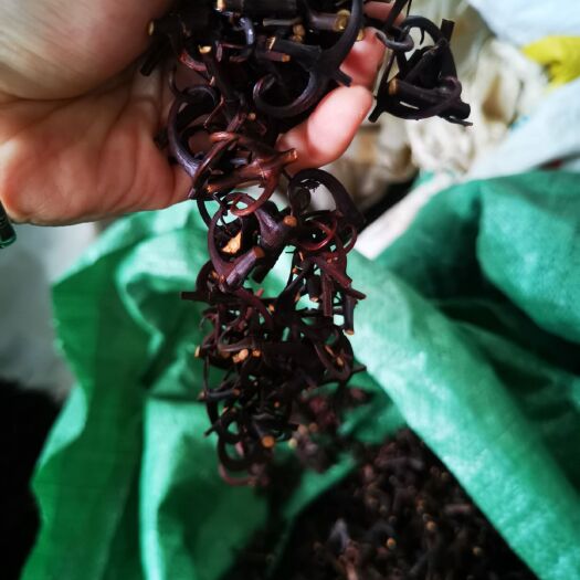 贵阳95%手工剪双带钩基地钩藤中药材农家晒倒挂刺深山勾藤