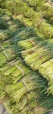 徐州 邳州优质红帽蒜苔大量上市中本处有大型冷库可代存代储