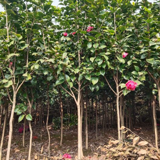 盐津县茶花树  2公分茶花地苗，上车价 5元！