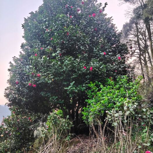 山茶花。云南茶花22公分大茶花