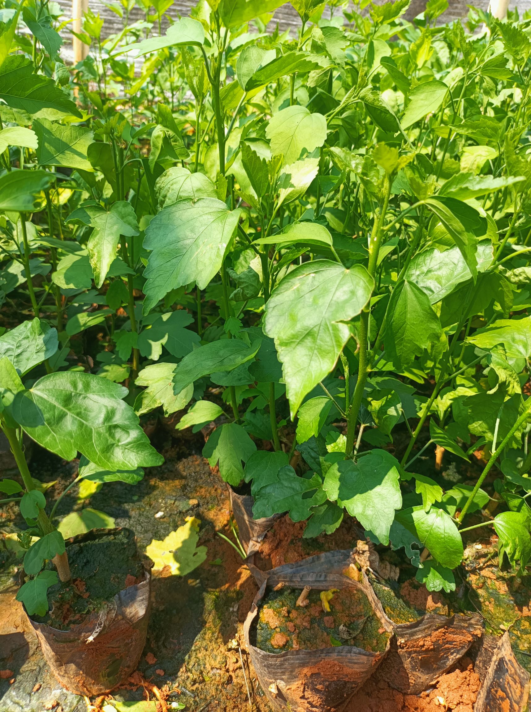 木槿 木槿小袋苗 中杯苗 常年供应各种规格木槿