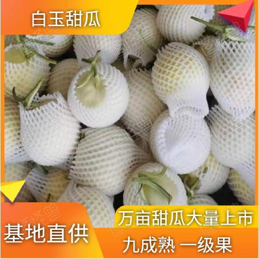 大荔县新姑娘甜瓜  【热销】陕西万亩甜瓜大量上市！