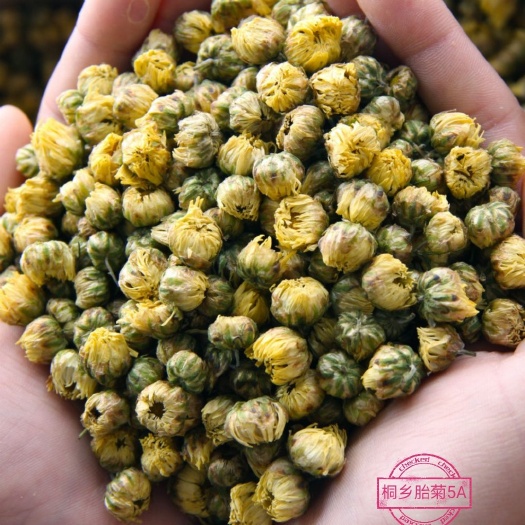 桐乡头采胎菊散装批发 胎菊王菊花茶散装杭白菊胎米产地直发