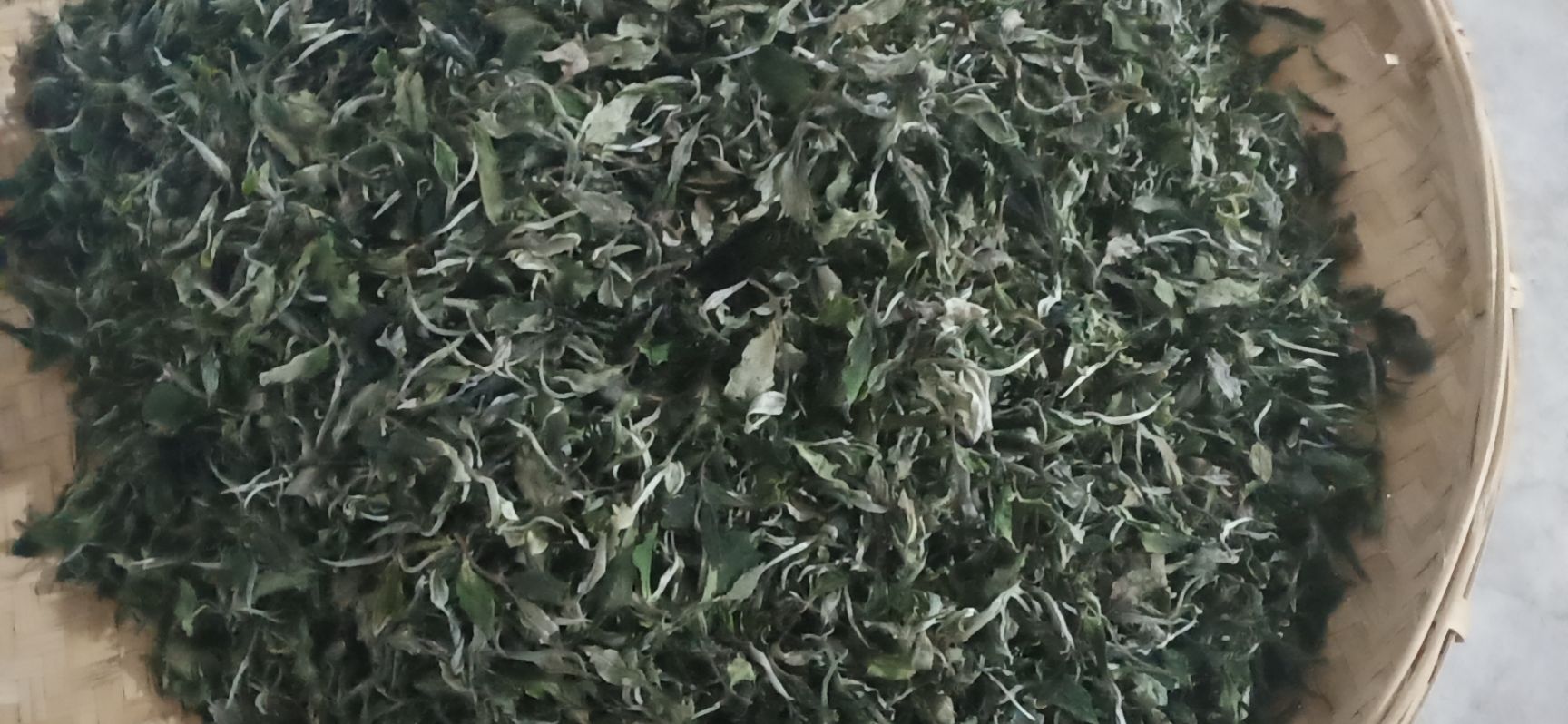 双龙古树白茶