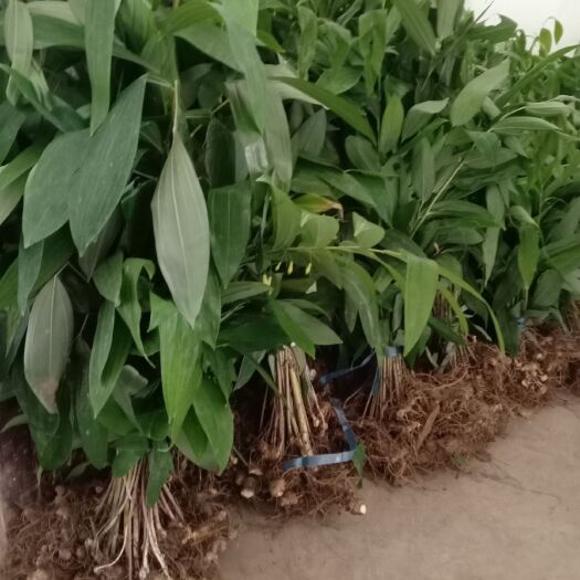 赤壁市黄精种苗  黄精种植