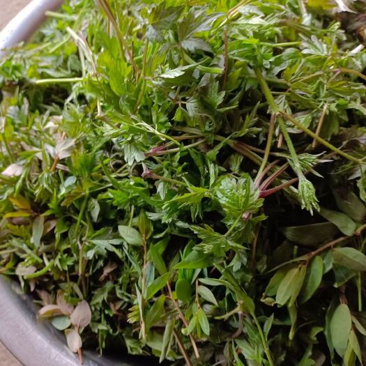 绥中县 来自大自然的纯山野菜，纯绿色食品，无农药，无化肥