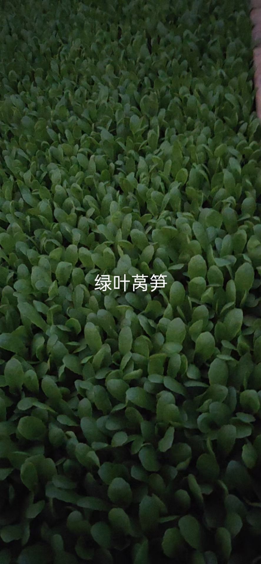 通海县莴笋苗，绿叶圆叶，青叶，青皮，青肉，产量高，价格便宜，