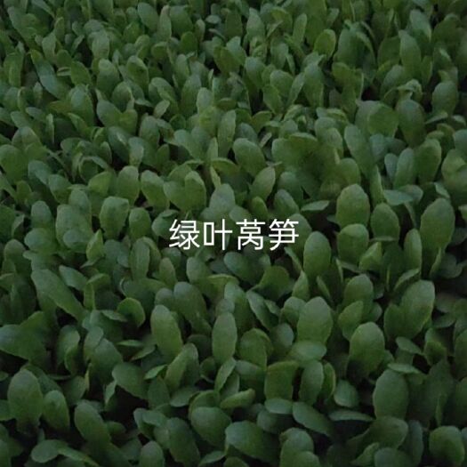 莴笋苗，绿叶圆叶，青叶，青皮，青肉，产量高，价格便宜，