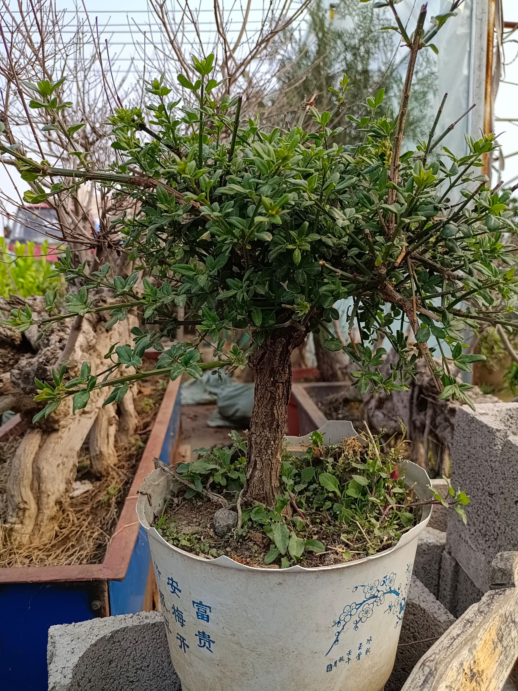 榆钱树树桩  多年生盆景金钱榆，造型好