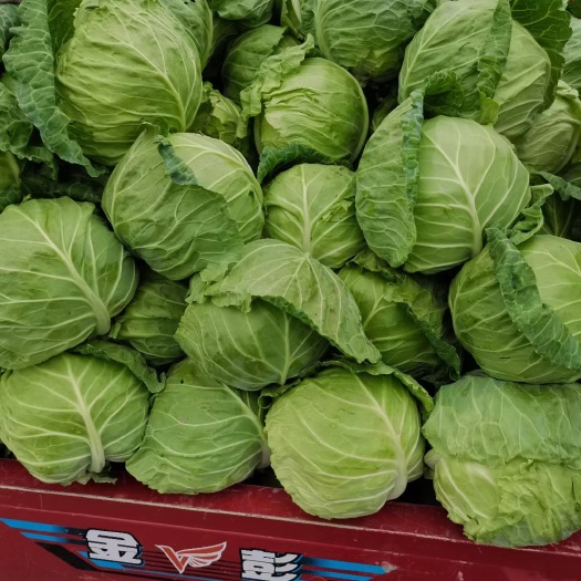 沁阳市绿包菜 精品绿皮甘蓝大量上市