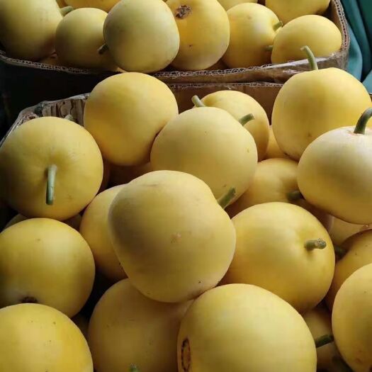 新乐市博洋甜瓜  甜瓜