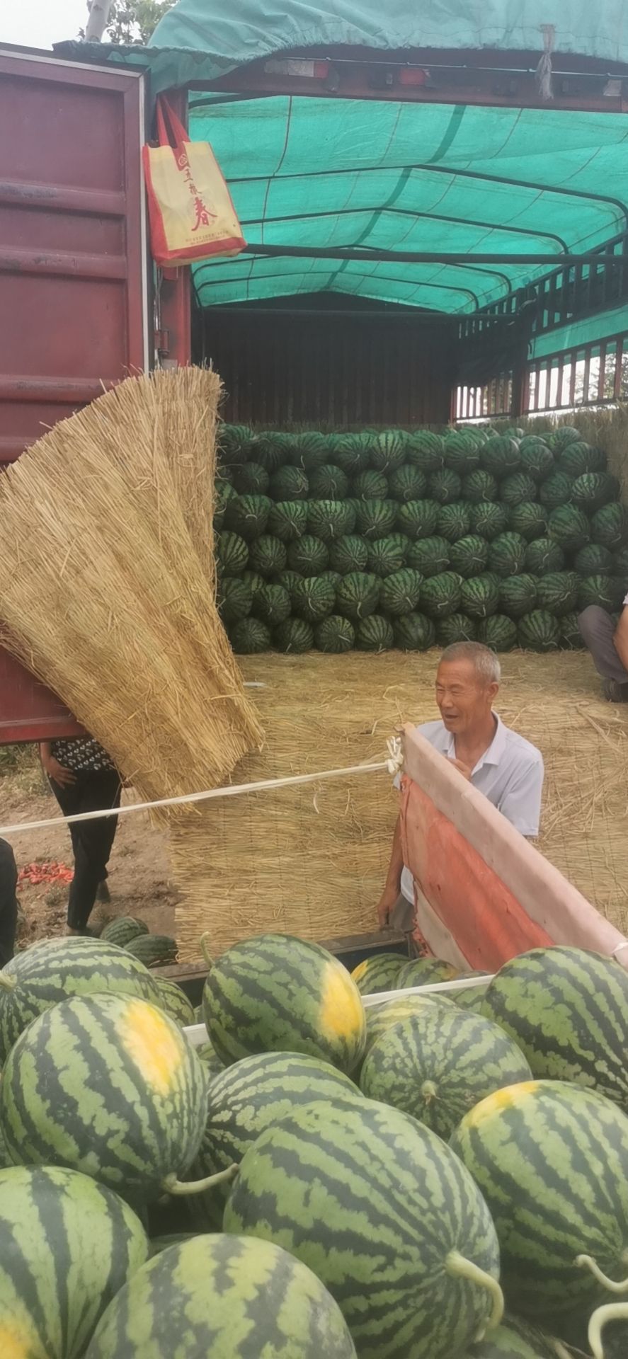 金城5号西瓜  【热销】万亩西瓜即将大量上市！