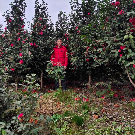 盐津县七芯茶花  4公分精品茶花上车价35。地苗