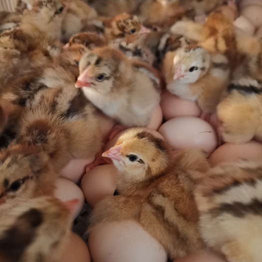 西安 良凤花鸡苗