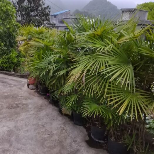 兴义市大量出售小棕竹，量大优惠…