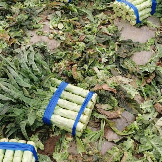 通许县红叶莴笋便宜了，莴笋大量上市，