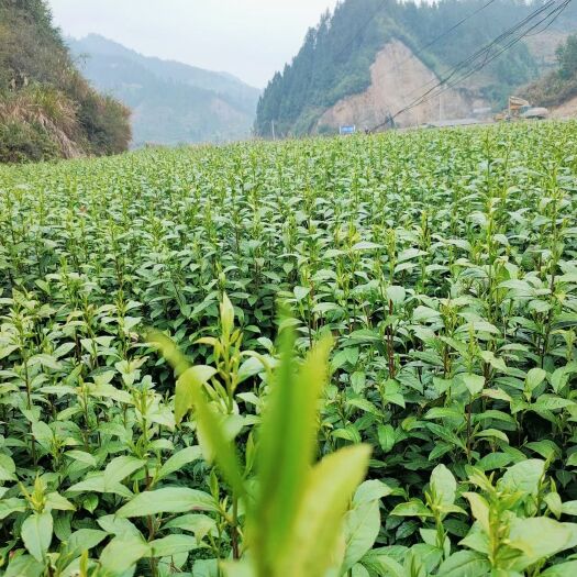 花垣县 保靖黄金茶200g