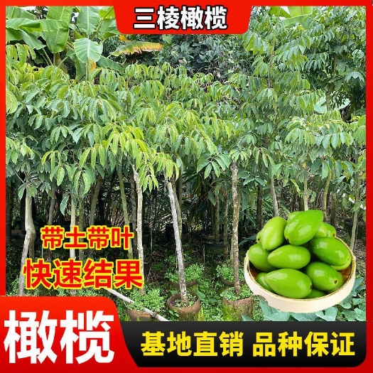 灵山县青橄榄苗  正宗嫁接橄榄果树苗新三捻甜种多果青橄榄黑橄榄南方种植带土带叶