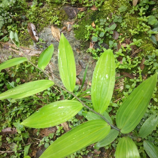 婺源县甜黄精 块 